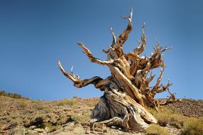 Beautiful, old ancient pine on the White Mountains, California, USA, at blue sky on background