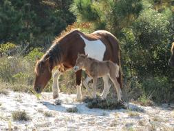 Horses Wild sand grass