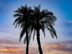 Palm Trees Backlighting