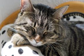 tabby cat sleeping in the sun