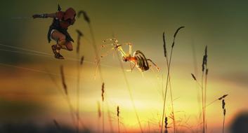 fantastic image of a spider and a fighter on the web on the grass on the sunset background