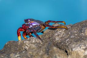 crab on a stone close up