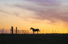 Horse Silhouette orange sunset