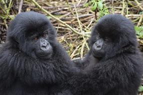 Mountain Gorilla Uganda