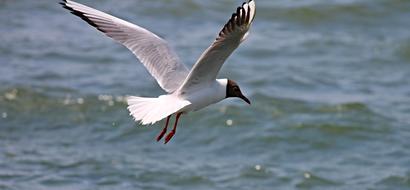 photo of Black Headed Gull Seagull at Flight