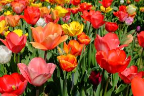 macro photo of blooming tulips