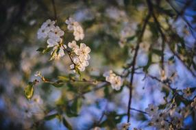 Spring flowers at Sunset Nature