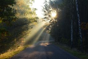 Landscape of The Sun Light forest