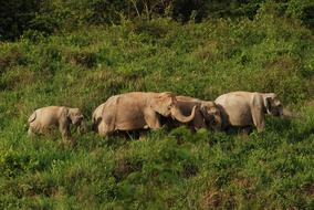 Thailand Elephants green grass