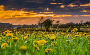 field with dandelions at dusk in a blurred background
