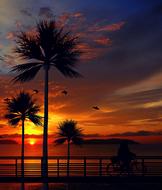 Beautiful landscape with the palm trees and fence, on the beach, at colorful sunset