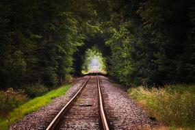 railway rails under a green arch of trees