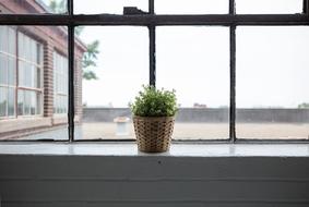 a green plant in a flowerpot stands on the window