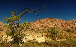 Nevada Desert Tree and sand