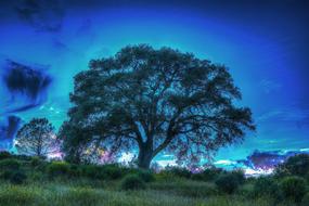 Tree Light blue