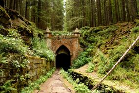 Wood Nature Tree and tunnel