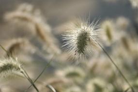 Close-up of the beautiful and colorful grasses, in sunlight, on the meadow