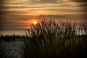 grass on sand dunes on the seaside at dusk