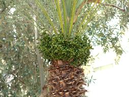 Palm Fruits green