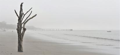 Nature Fog tree sand