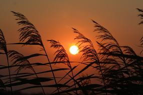 Sunset Nature grass Landscape