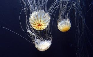 Colorful and beautiful jellyfishes, swimming in the dark, blue water, in the Bay Aquarium, San Francisco, USA