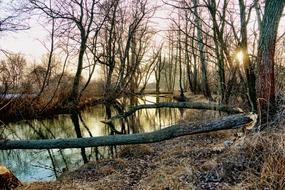 trees are reflected in the river on a winter evening