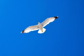 Nature Bird and ble sky
