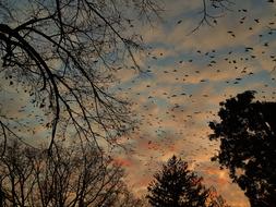 Evening Dusk Sunset and birds