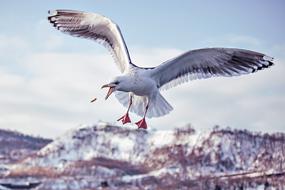 Gull with open beak with a wide range of wings
