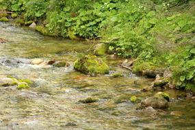 Torrent Mountains Stream