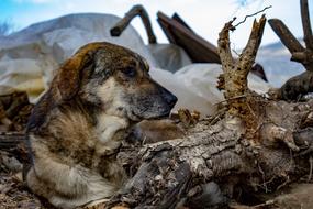 Dog forest Landscape