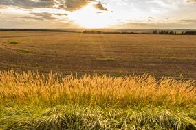 Beautiful and colorful field with the grass, among the trees, in colorful sunset