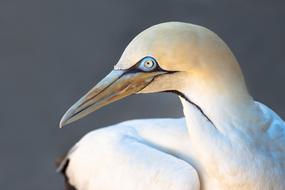 Cape Gannet Bird white