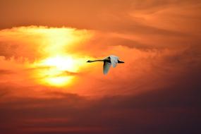 Beautiful swan, flying at beautiful and colorful sunset in the sky, with the clouds