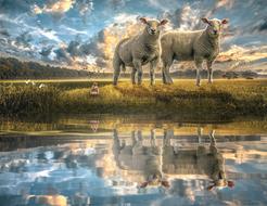 Nature sheep Mammal near Water