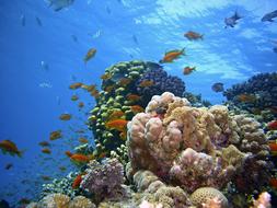 Underwater Reef fish