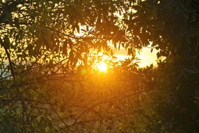 sunset in the forest foliage