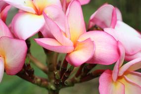 Flower Color Purple pink