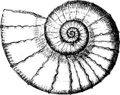 Beautiful, black and white sketch of the shell, at white background, clipart