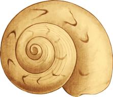 clipart of spiral seashell