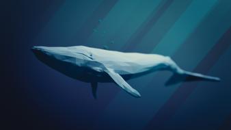 blue whale animal