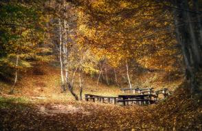 resting place in the autumn forest