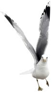 seagull with raised wings on white