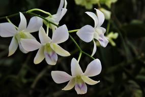 Orchid Exotic Biel flowers