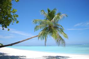 landscape of palm on Sand Tropical Beach