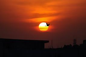 silhouette of a bird on the background of the orange setting sun