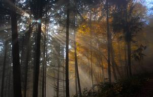 nature Woods at sunlight