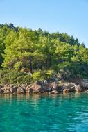 tropical forest on the seaside