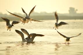 Seagull Gujarat Birds